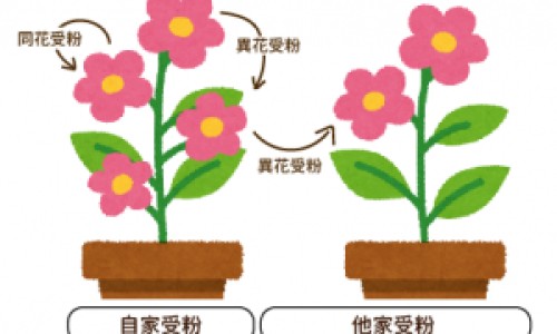 土荆芥的别名叫什么-中药土荆芥的别名网-分享土荆芥用法与用量，中药土荆芥的别名叫什么知识库